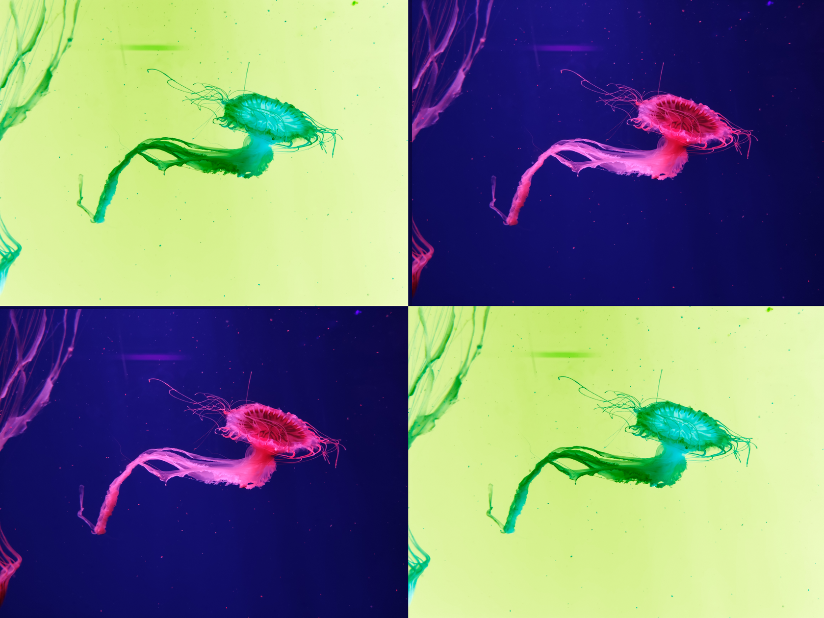 Invert Colours Image: Instantly Create Stunning Negative Effects!
