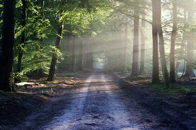 Nature Background Change – Peaceful Forest & Mountain HD Wallpapers