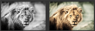 How to Change Colour in Image: Best Apps to Colorize Black and White Photos